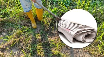 Бур'яни зникнуть надовго: як звичайна газета може спрацювати краще за хімію