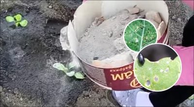 Крестоцветная блошка - как защитить капусту и редис от вредителя Крестоцветная блошка - как защитить капусту и редис от вредителя