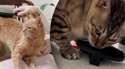 Виховання кота - як правильно розчісувати кота, щоб йому подобалося Виховання кота - як правильно розчісувати кота, щоб йому подобалося