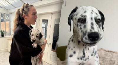 У собак совсем не похожих пород появился щенок У собак совсем не похожих пород появился щенок