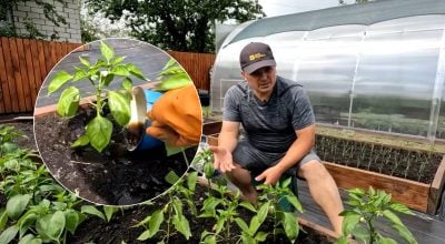 Перець миттєво піде в ріст: чим підживити після висадки в ґрунт