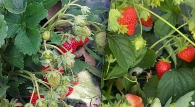 Полуниця виросте розміром з кулак: яким настоєм її потрібно поливати