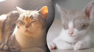 Почему кот резко начинает спать в необычных местах: ветеринар предупредила об угрозе