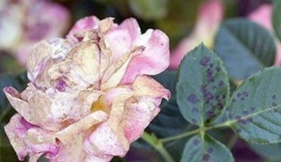 Захистить від чорних плям: простий трюк із молоком змусить троянди пишно цвісти