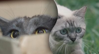 Сигнали, який помічають одиниці: як насправді коти вибачаються