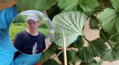 Білокрилка зникне за кілька днів: копійчані, але дієві засоби проти шкідника