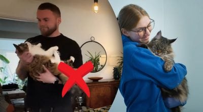 Почему нельзя брать кота на руки: причина, о которой мало кто говорит