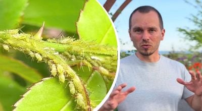 Тля исчезнет мгновенно: как спасти розы от нашествия насекомых без химии Тля исчезнет мгновенно: как спасти розы от нашествия насекомых без химии