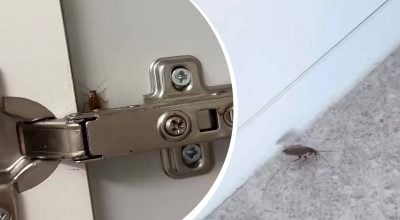 Чому таргани з’являються навіть у чистій квартирі - як позбутися їх раз і назавжди