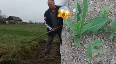 Как избавиться от сорняков народными средствами