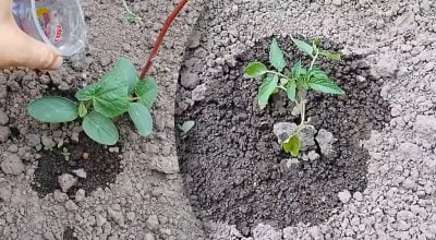 Вечірній полив проти ранкового: коли найкраще поливати рослини влітку