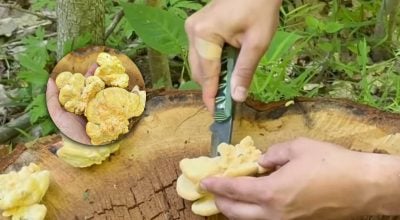 В Україні росте диво-гриб зі смаком курятини: де його можна знайти