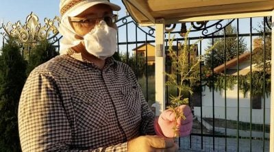Як правильно знищити амброзію та чому косіння тримером лише шкодить