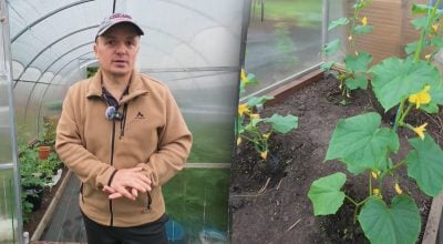 Жовтіють і сохнуть зав'язі огірків: як врятувати врожай одним поливом