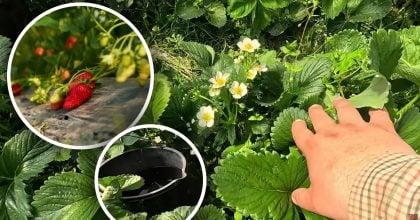 Полуниця буде як з картинки: чим підживити кущі під час активного цвітіння