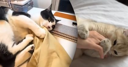 Владельцы допускают роковую ошибку: почему кот бьет задними лапами, когда кусает