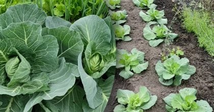 Як позбутися білокрилки на капусті та чим підгодувати рослини у травні: поради