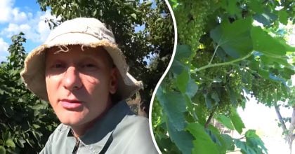 Урожай смородини та порічки подвоїться: що потрібно зробити в травні