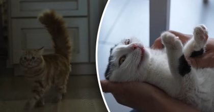 Как остановить ночные крики и беготню кота: ветеринар раскрыла секрет
