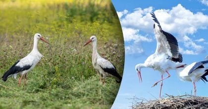 Швидке весілля чи велика біда: що насправді віщує зустріч із лелекою