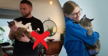 Чому не можна брати кота на руки: причина, про яку мало хто говорить