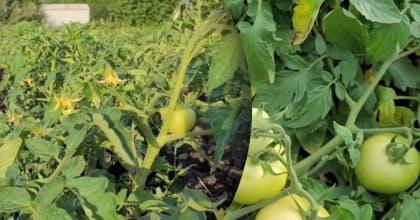 Попелиця та фітофтора зникнуть: прості домашні засоби для захисту грядок