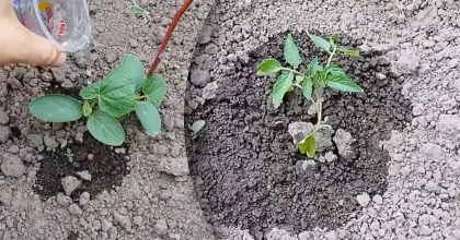 Вечірній полив проти ранкового: коли найкраще поливати рослини влітку