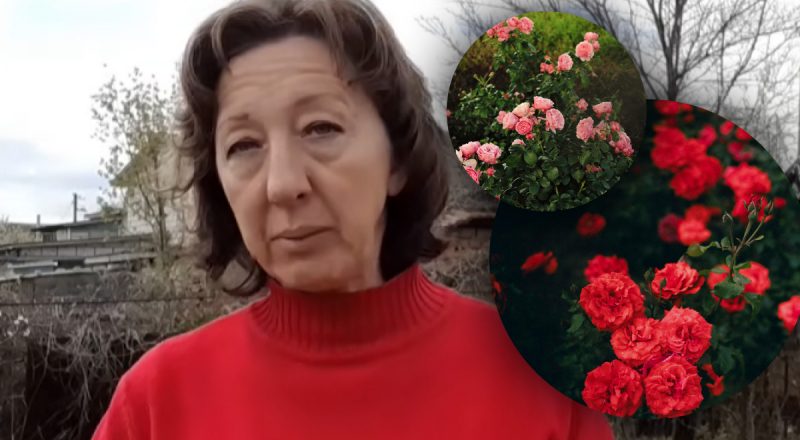 Головна помилка травня: чому не можна підживлювати троянди під час цвітіння