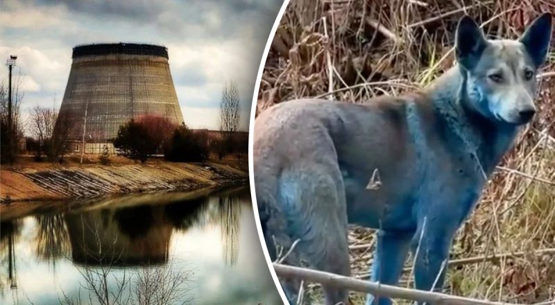 Тварини в зоні ЧАЕС змінилися: дослідження здивувало біологів
