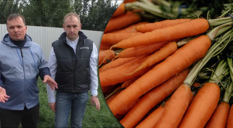 Как вырастить морковь по 25 см: три главных секрета роскошного урожая