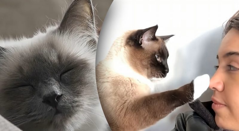 Почему кот касается лапой лица человека: настоящая причина удивит многих