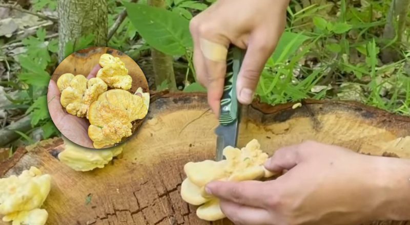 В Украине растет чудо-гриб со вкусом курицы: где его можно найти
