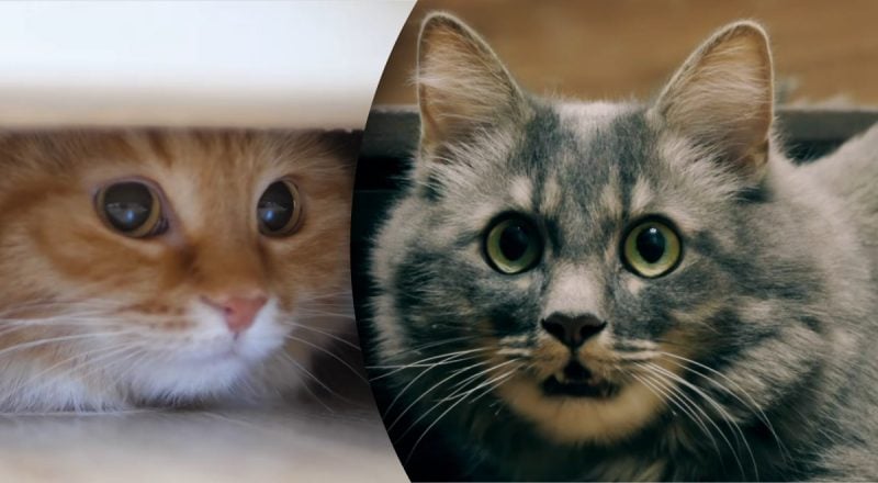 Сигнал, который нельзя игнорировать: почему кот  прячется и кричит по ночам
