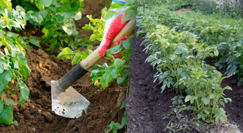 Когда и зачем укрывать картофель: секрет, который увеличит урожай на треть