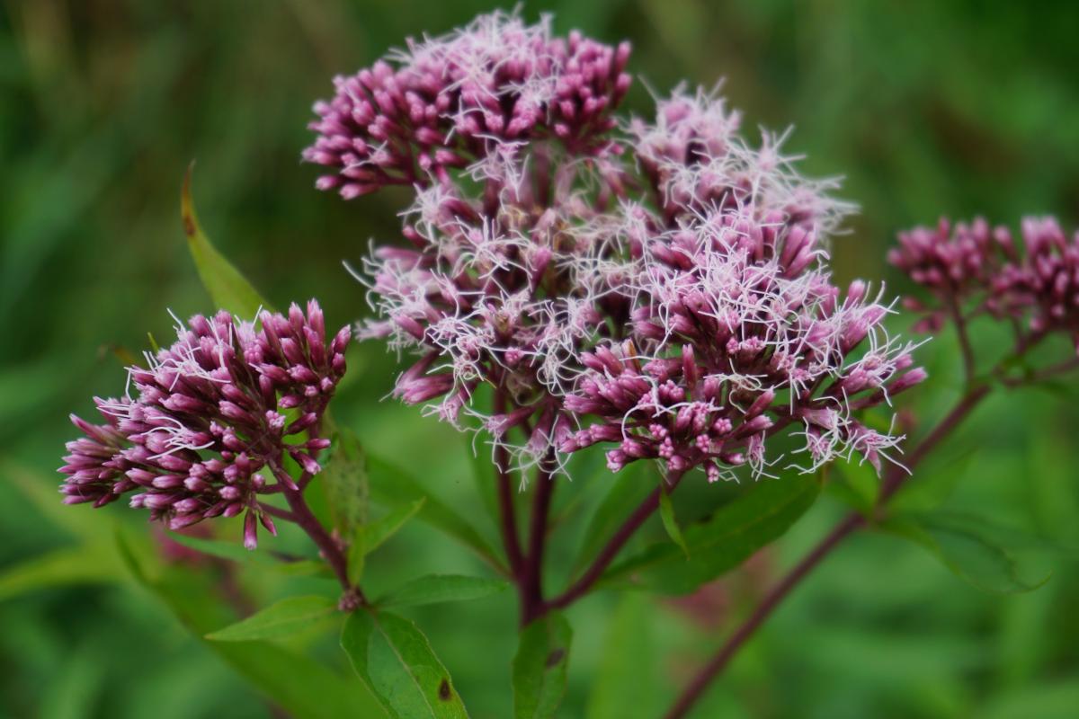 Eupatorium maculatum