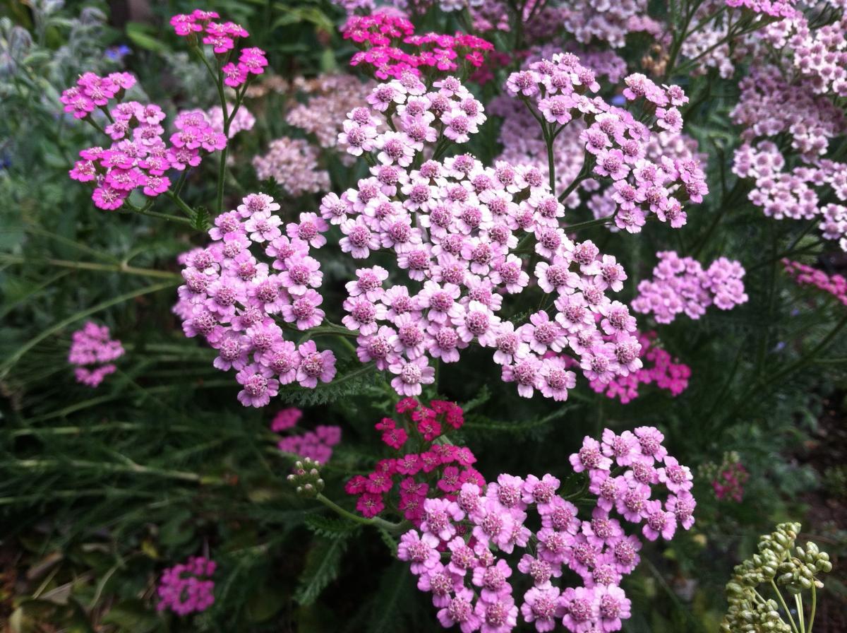 Achillea millefolium