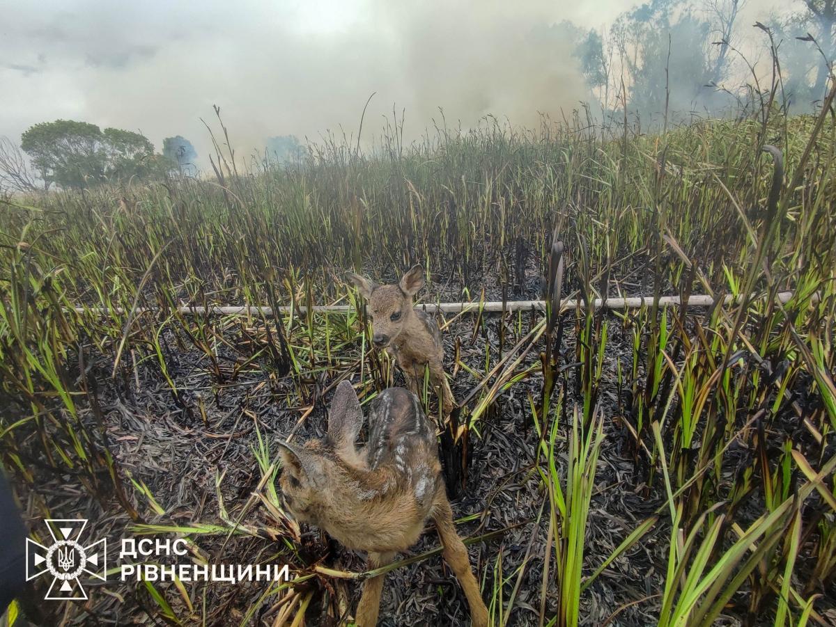 На Рівненщині пожежники врятували двох оленят із вогняної пастки