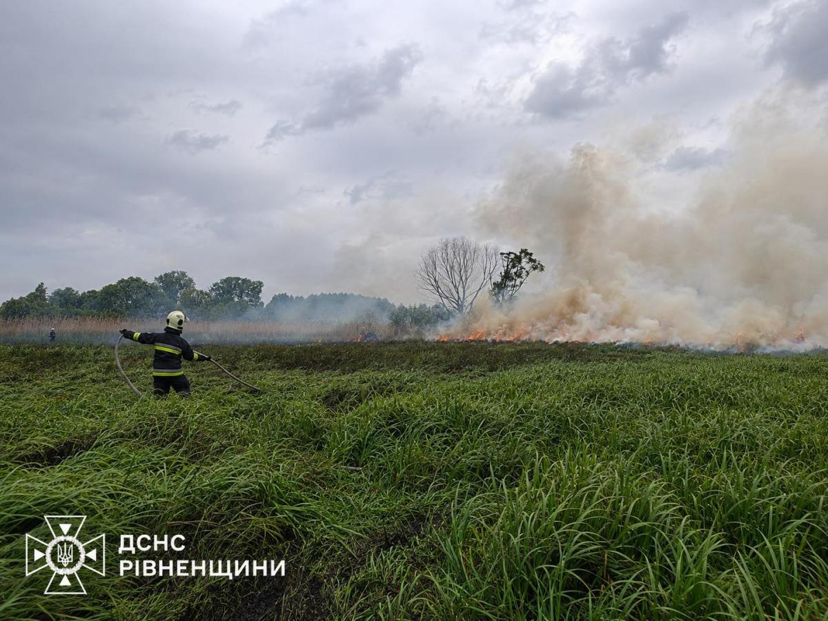 На Рівненщині пожежники врятували двох оленят із вогняної пастки