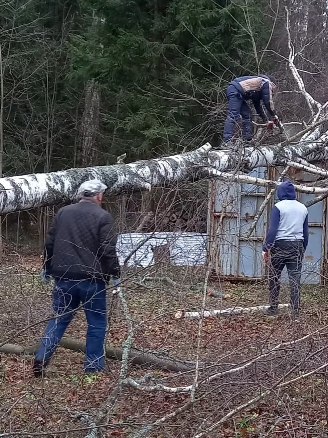 Сусід також стверджував, що одне з дерев нібито впало на його територію