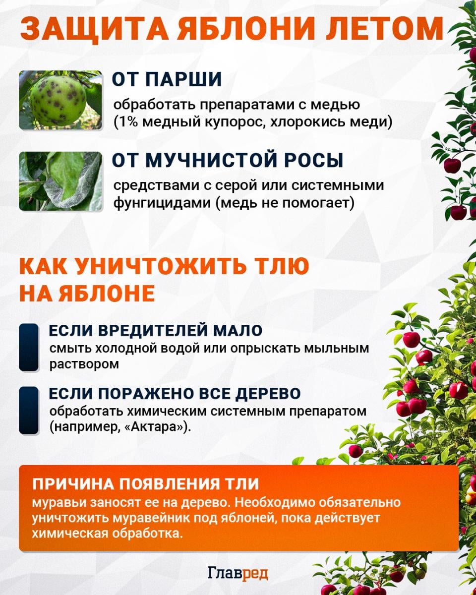 Как защитить яблоню
