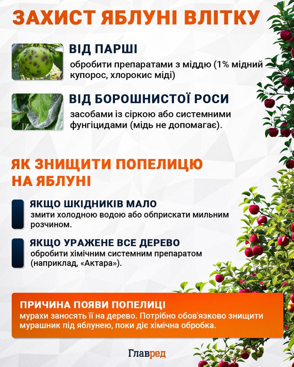 Захист яблуні влітку Захист яблуні влітку