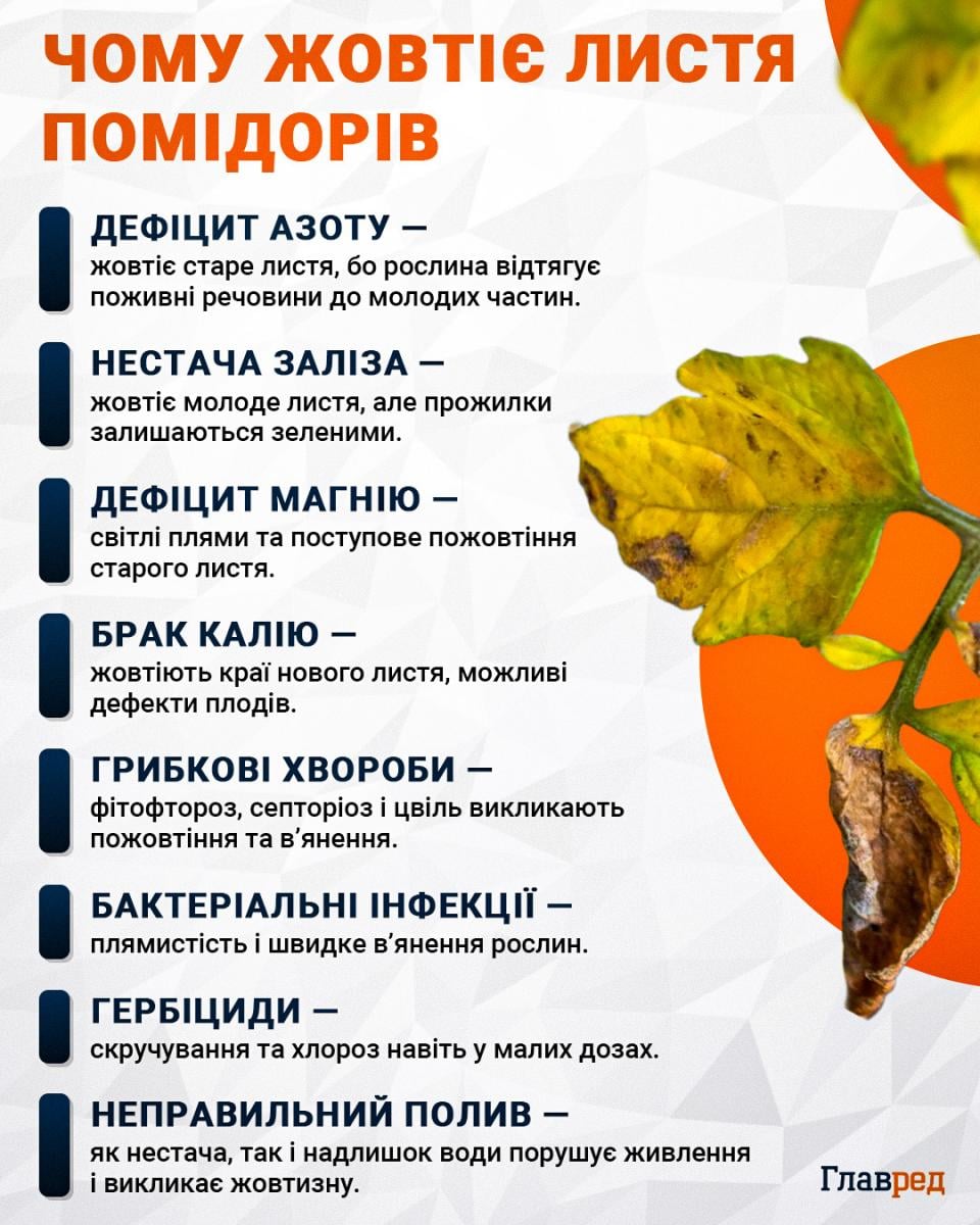 Чому жовтіє листя помідорів