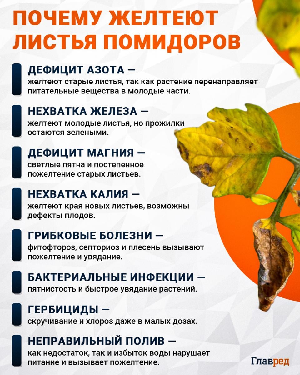 Почему желтеют листья помидоров Почему желтеют листья помидоров