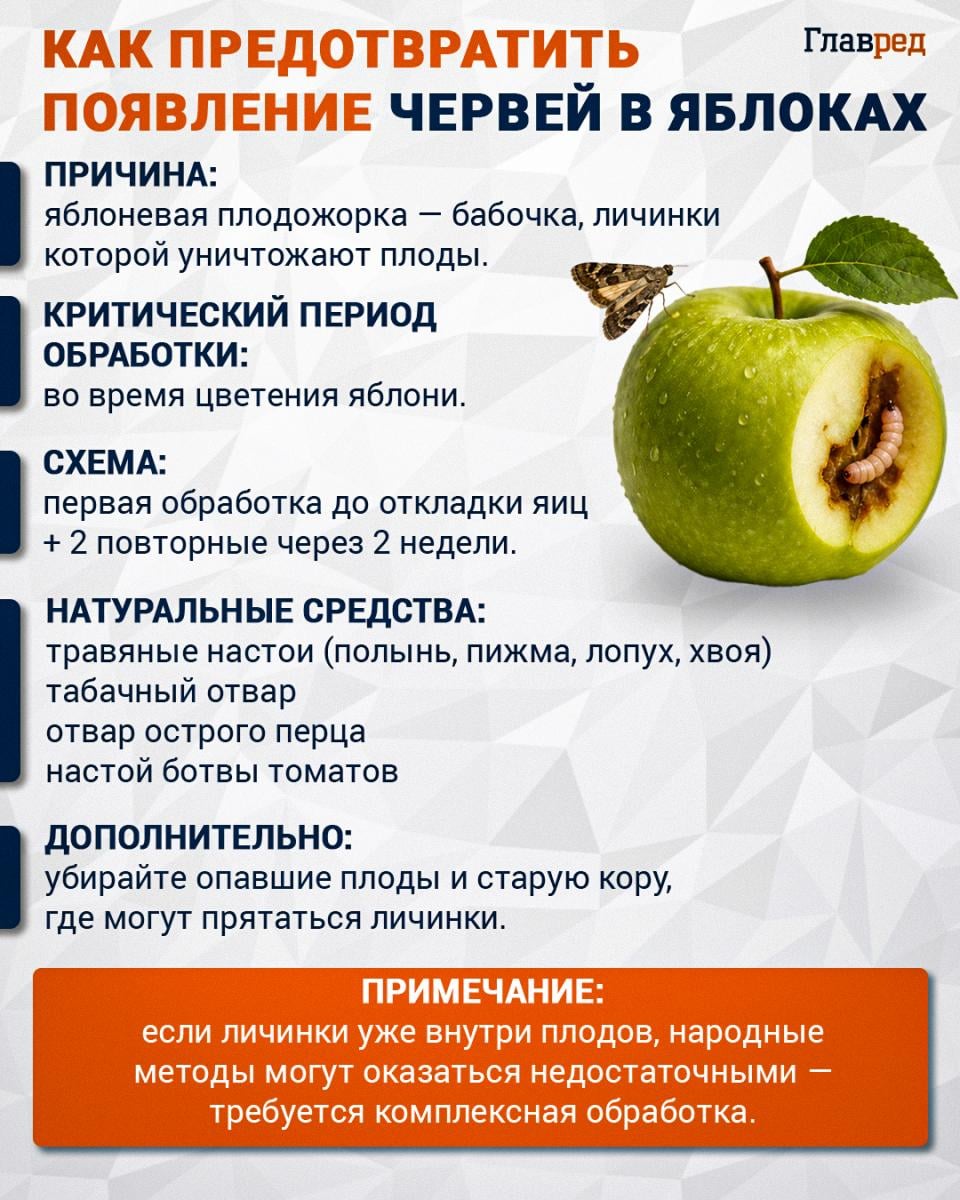Как предотвратить появление червей в яблоках