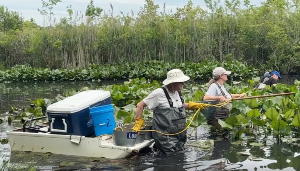 Північний змієголовий може завдати серйозної шкоди водним екосистемам Північний змієголовий може завдати серйозної шкоди водним екосистемам