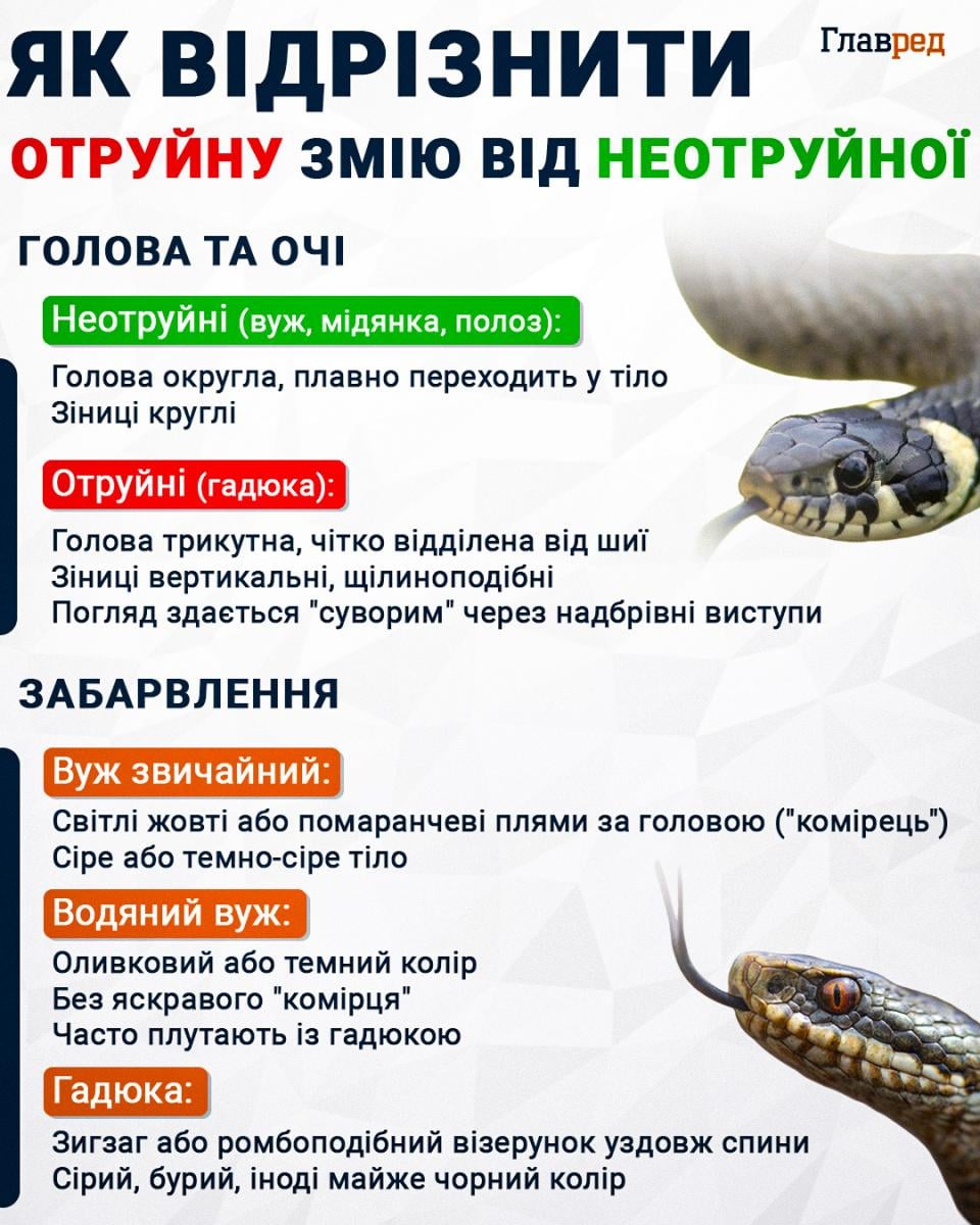 Як відрізнити отруйну змію від неотруйної