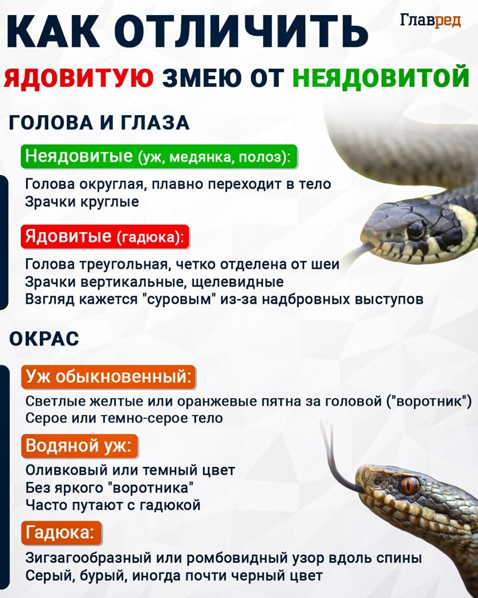 Как отличить ядовитую змею от неядовитой