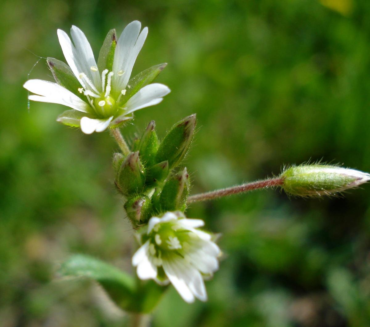 Cerastium fontanum