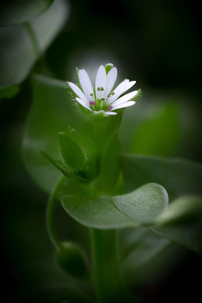 Stellaria media