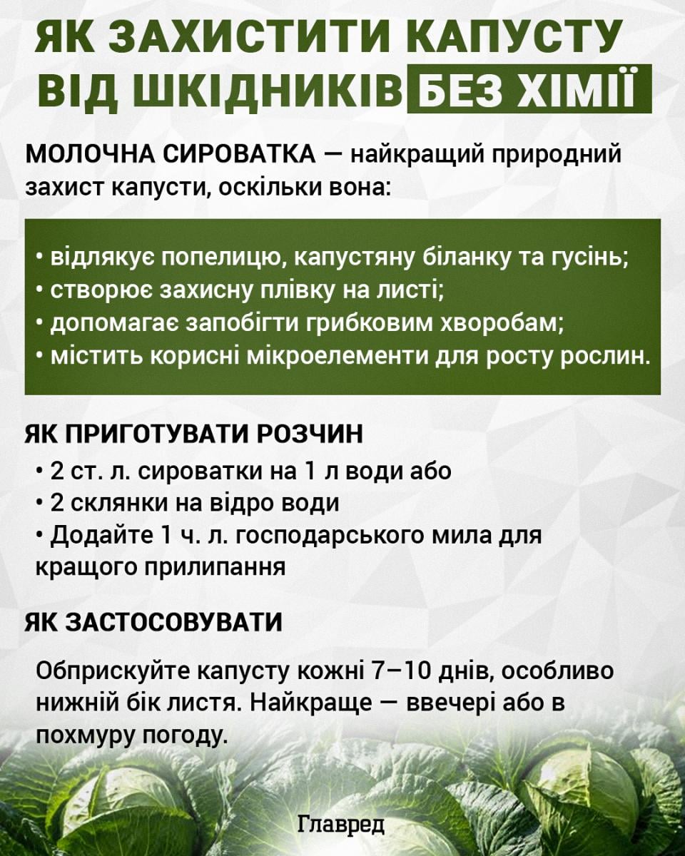 Як захистити капусту від шкідників без хімії